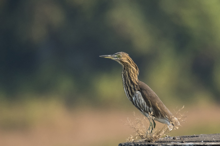 Indian  Pond Heron Sitting on Wallの写真素材