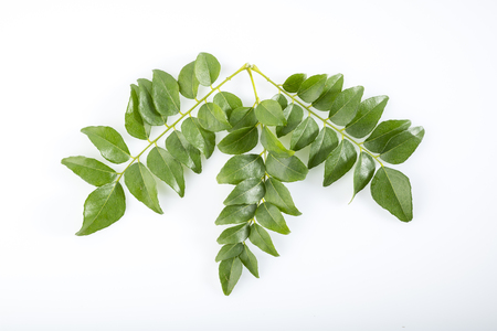 Top View of Fresh Green Curry Leaves Shot in Studio.の写真素材