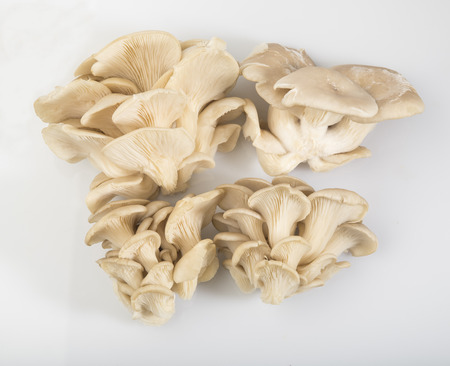 Top View of Oyster Mushroom Isolated on White Backgroundの写真素材