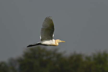 Bird:Close up of White Egret in Flightの写真素材