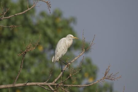 Bird:Portrait of Great Egret Sitting on Treeの写真素材