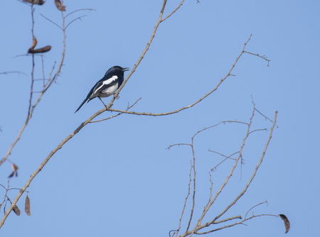 Bird: Male Oriental Magpie Robin Perched on a Branchの写真素材