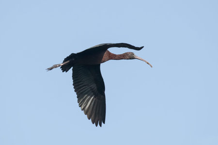 Bird : Portrait of Mature Glossy Ibis in Flightの写真素材