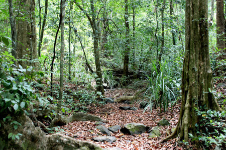 trees in a green forestの写真素材