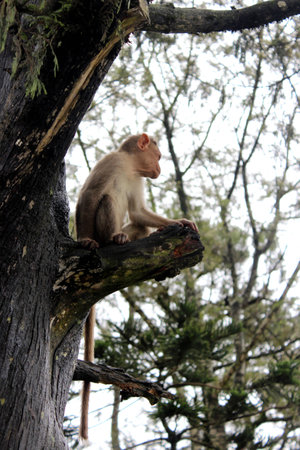 Monkeyの写真素材
