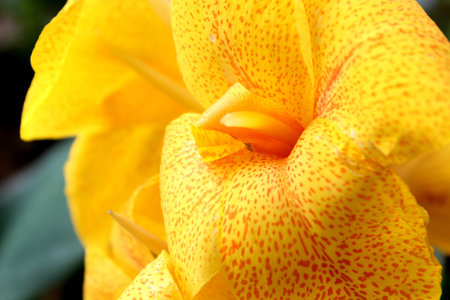 Yellow Flowerの写真素材