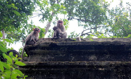Monkeyの写真素材