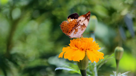 Butterfly  の写真素材