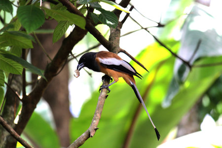Rufous Treepieの写真素材
