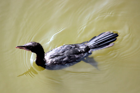 Cormorantの写真素材