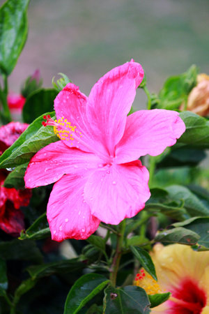 Hibiscus Flowerの写真素材