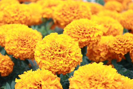 Marigoldの写真素材