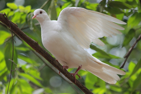 Indian Pigeonの写真素材