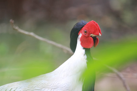 Siamese fireback, Diard firebackの写真素材