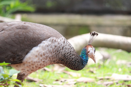 Peahenの写真素材