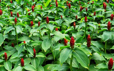 beautiful gardening Flowerの写真素材