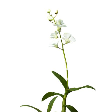 White orchid isolate on whiteの写真素材