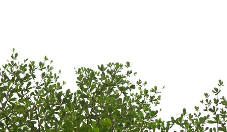 Green leave on white backgroundの写真素材