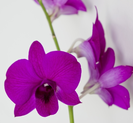 Beautiful purple orchid ,on white backgroundの写真素材
