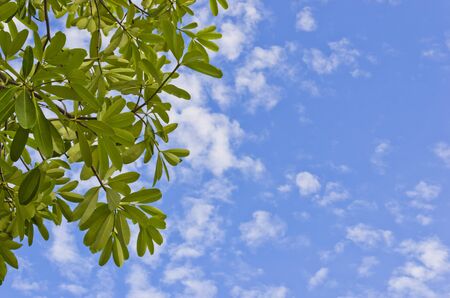Green leaves on blue sky with some cloudsの写真素材