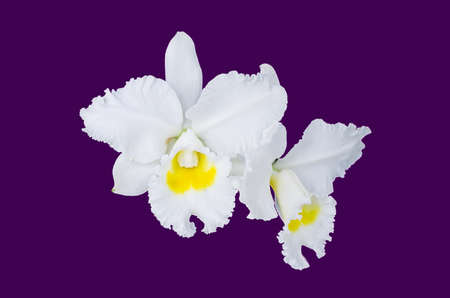 beutiful orchid ,isolated on white backgroundの写真素材