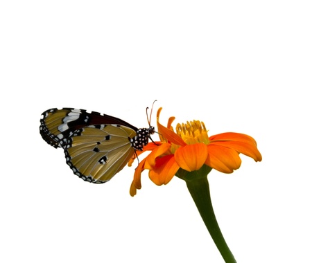 monarch Butterfly on a Mexican Sunflower ,isolated on white backgroundの写真素材