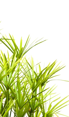 Green bamboo leaves , isolated on white backgroundの写真素材