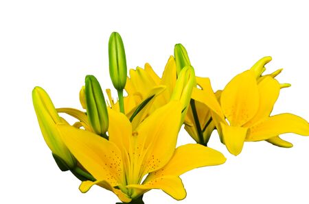meadow yellow flower ,isolated on a white backgroundの写真素材