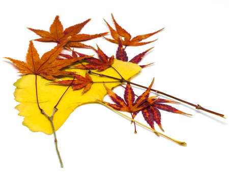 Beautiful maple leaves in December, isolated on white backgroundの写真素材
