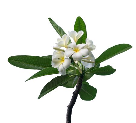 white and yellow frangipani flowers with leaves,isolated on white backgroundの写真素材