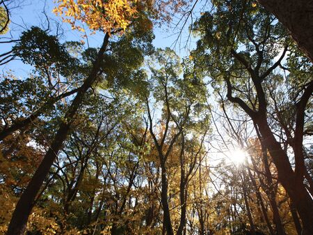 autumn forest and sunshine in the parkの写真素材