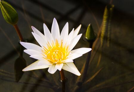 Beautiful white lotus in the parkの写真素材