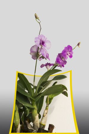 Purple orchid ,isolated on white background and out of frame technicの写真素材