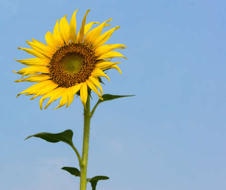 Beautiful sunflower in clear blue skyの写真素材