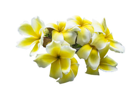 white and yellow frangipani flowers with leaves,isolated on white backgroundの写真素材