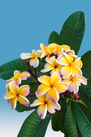 white and yellow frangipani flowers with leaves,isolated backgroundの写真素材