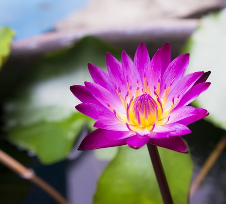 Beautiful pink water lilly in the parkの写真素材