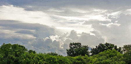 Green forest under blue sky with clouds