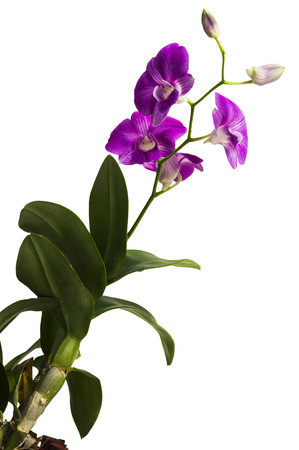 Beautiful purple orchid , isolated on white backgroundの写真素材