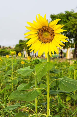 Beautiful sunflower field in the morningの写真素材