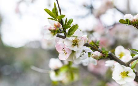 Beautiful flowering Japanese cherry - Sakura.の写真素材