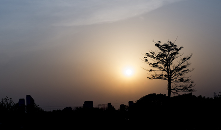 Lonely tree in sunset under blue skyの写真素材