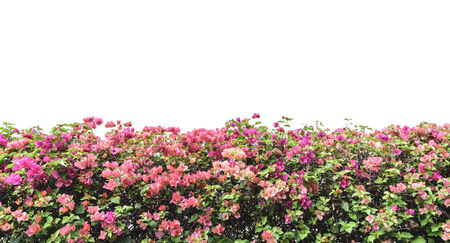 bougainvillea pink flowers wall isolated on white backgroundの写真素材