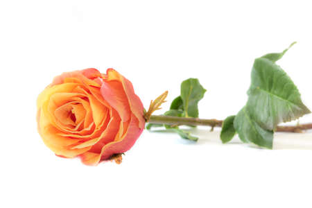 Artificial rose flower , isolated on white backgroundの写真素材