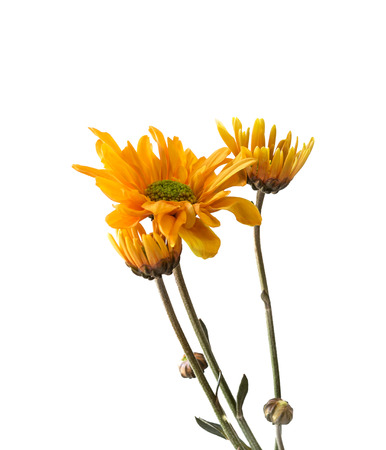 Calendula. Marigold flowers , isolated on white backgroundの写真素材