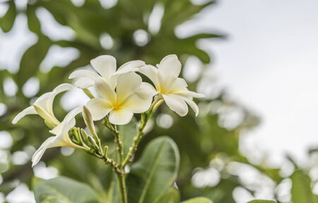Frangipani tropical flowers from deciduous tree, plumeriaの写真素材