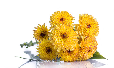 Beautiful marigold flowers , isolated on white backgroundの写真素材