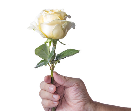 Handing a yellow rose  to someone , isolated on white backgroundの写真素材