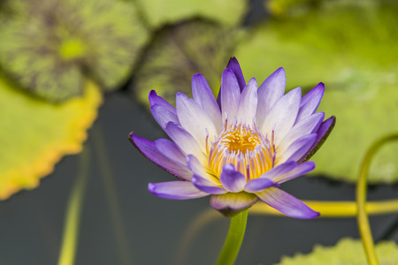Beautiful Red indian water lilyの写真素材