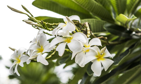 Frangipani, Plumeria on white backgroundの写真素材